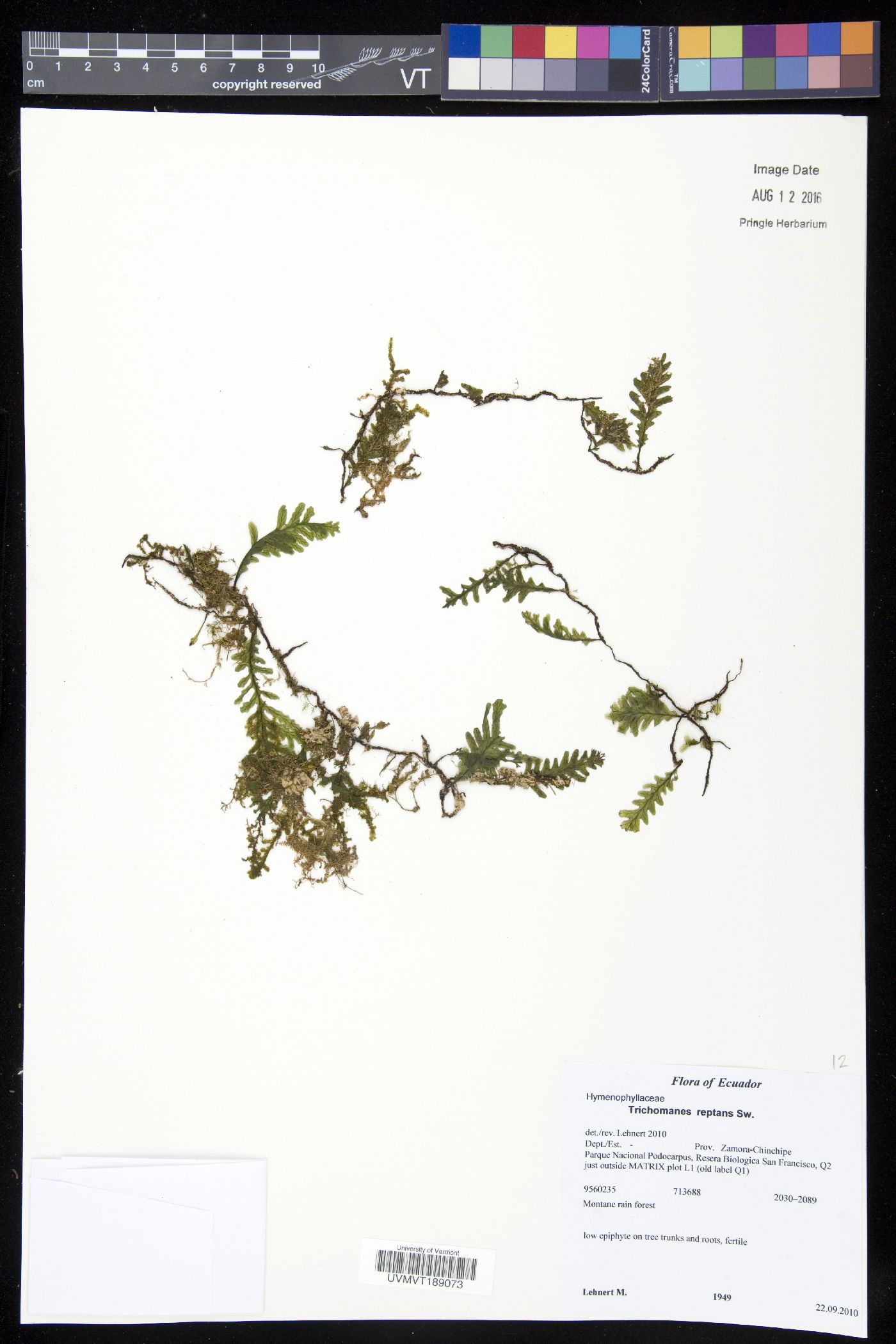 Trichomanes reptans image