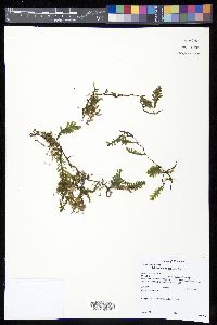 Trichomanes reptans image