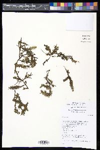 Trichomanes reptans image
