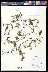 Trichomanes reptans image