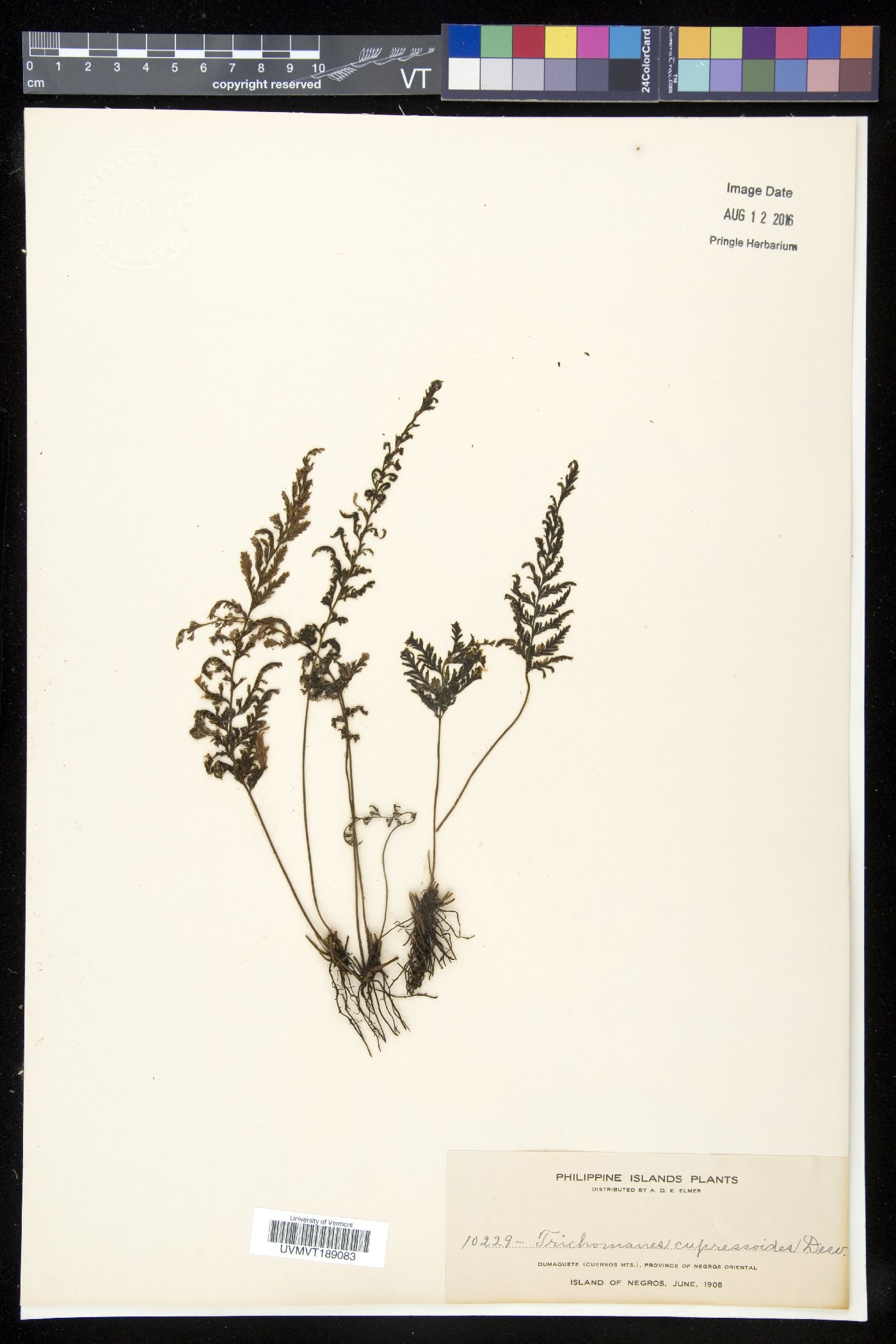 Abrodictyum cupressoides image