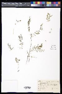 Polyphlebium colensoi image