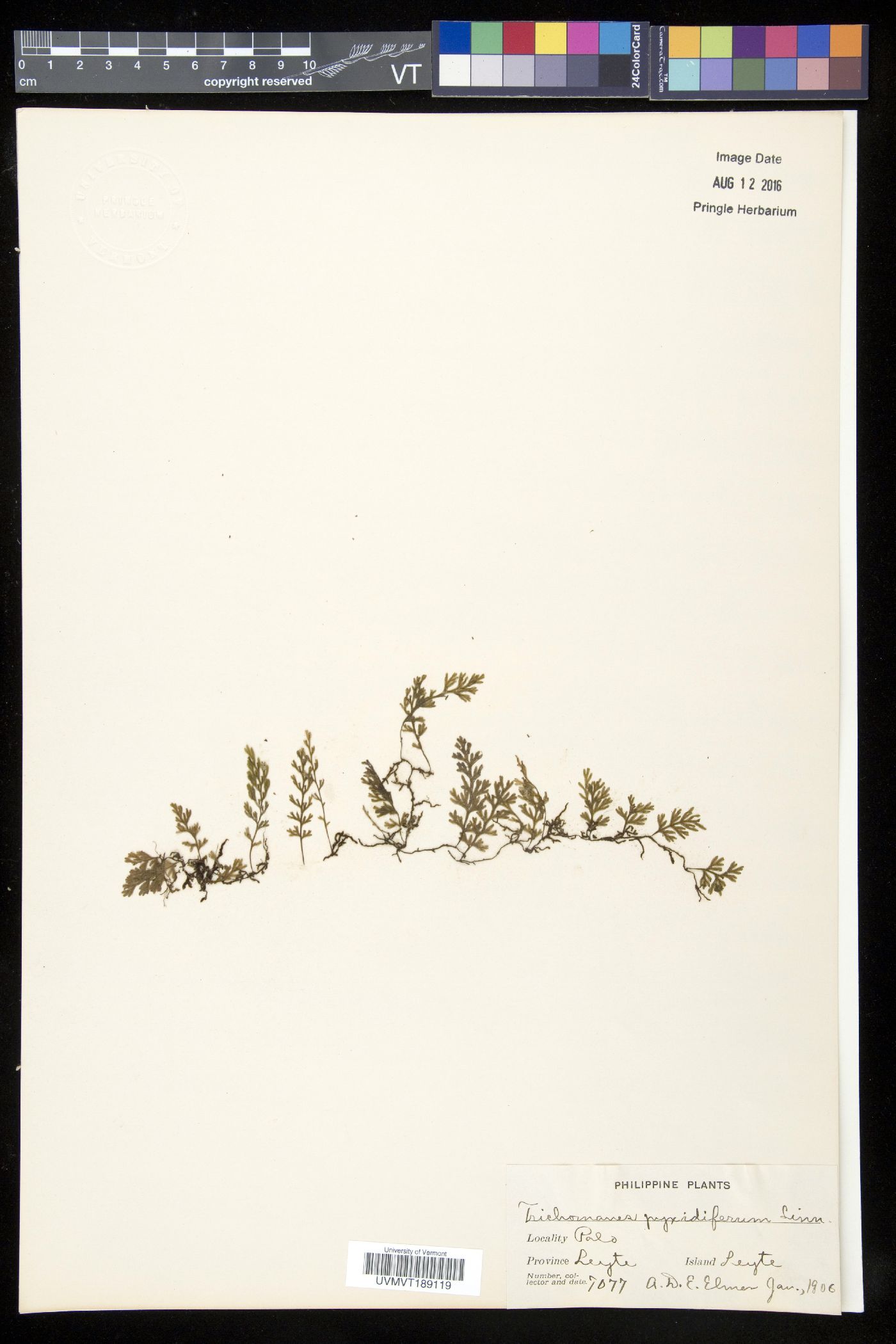 Crepidomanes humilis image