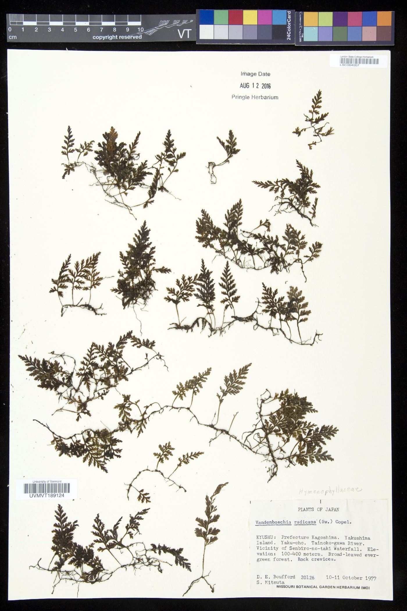 Vandenboschia radicans image