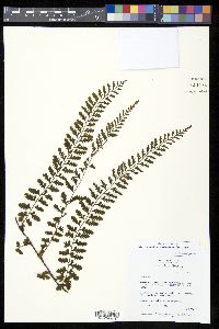 Vandenboschia auriculata image