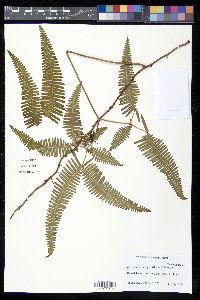 Dicranopteris linearis image