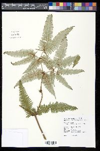 Dicranopteris linearis image