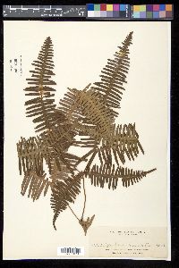 Dicranopteris linearis image