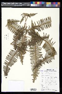 Dicranopteris linearis image