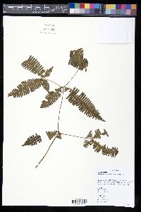 Dicranopteris linearis image