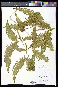 Dicranopteris linearis image