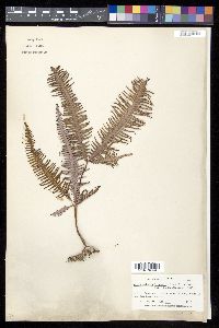 Dicranopteris linearis image