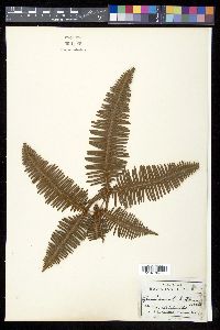 Dicranopteris linearis image