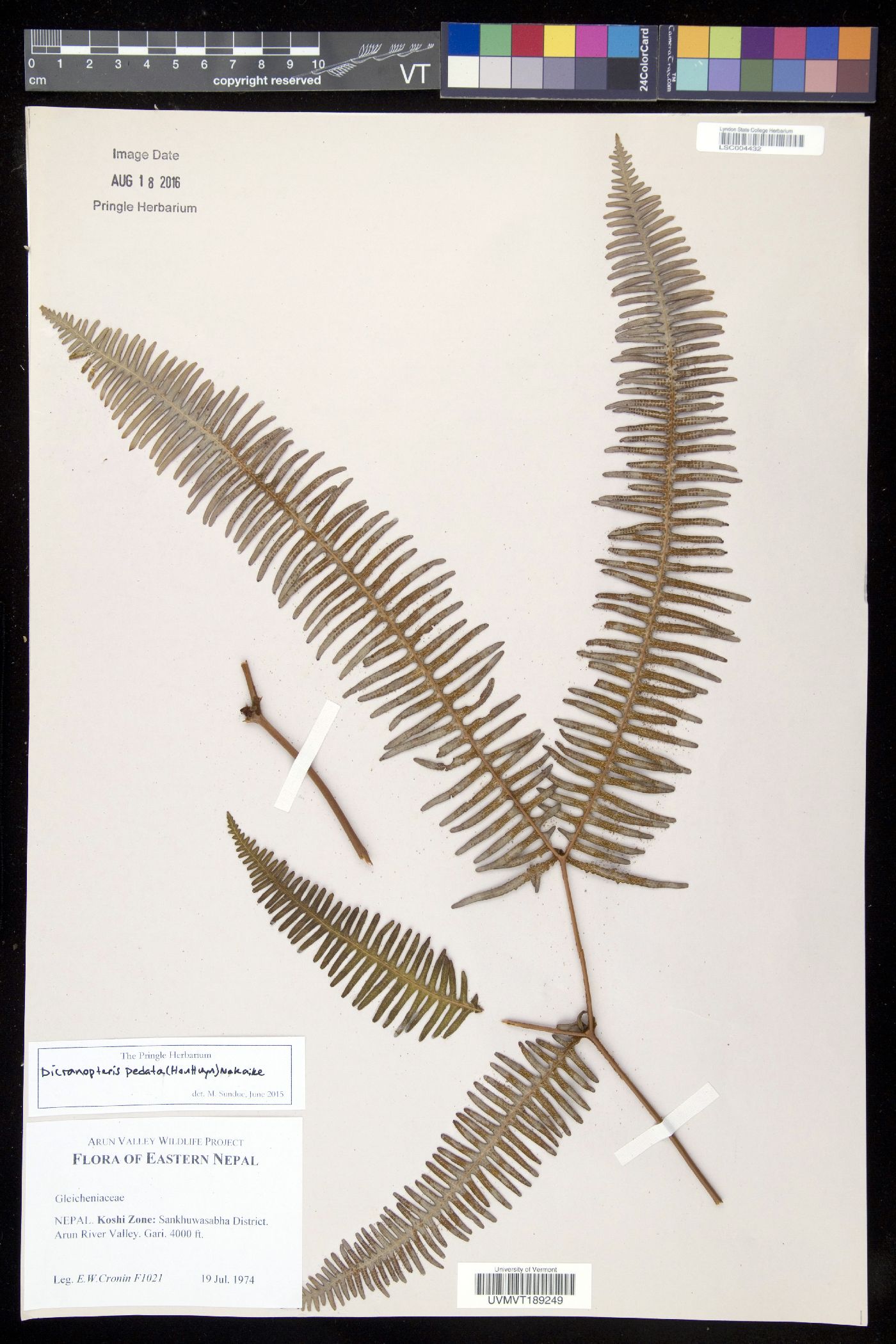 Dicranopteris pedata image