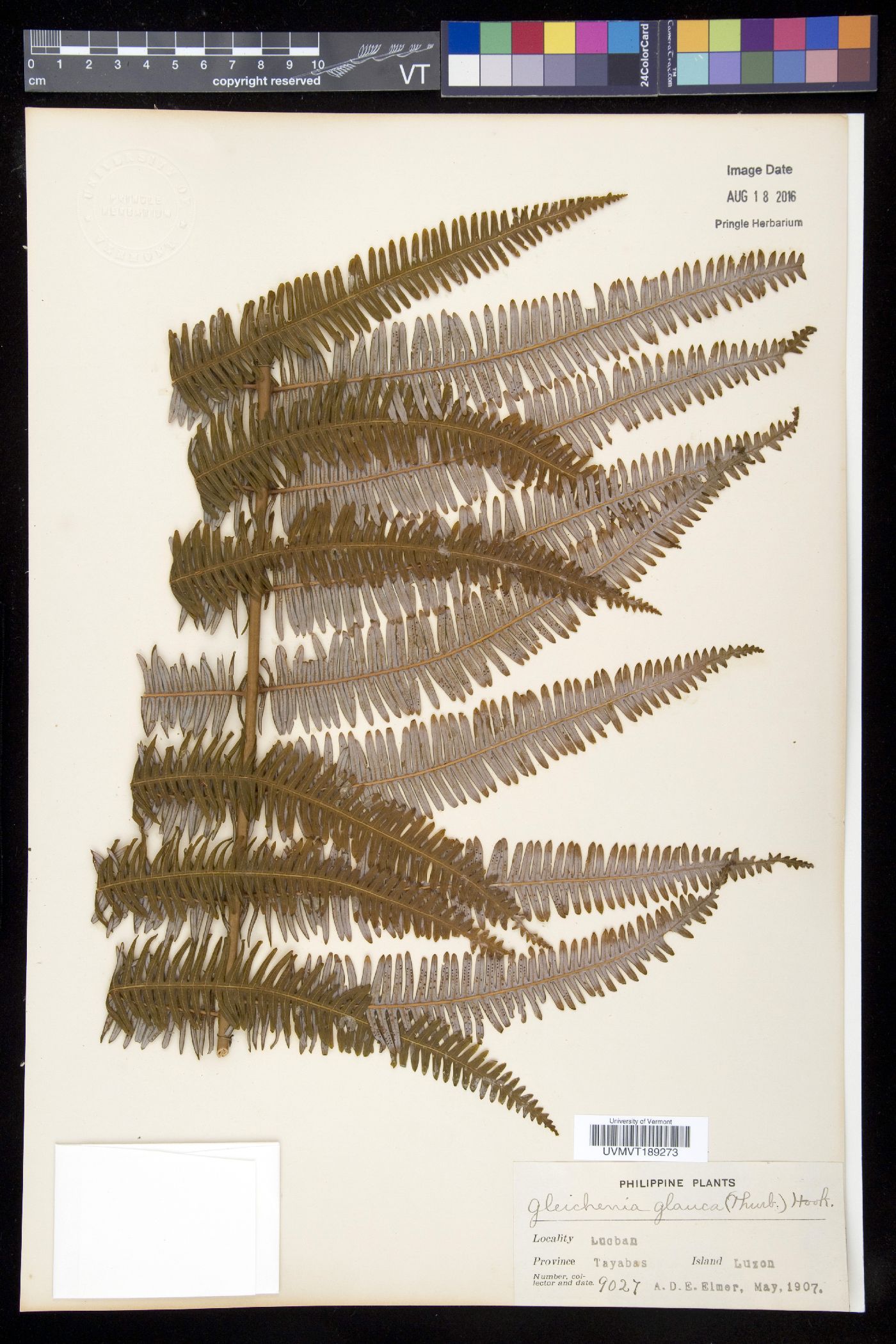 Gleichenia glauca image