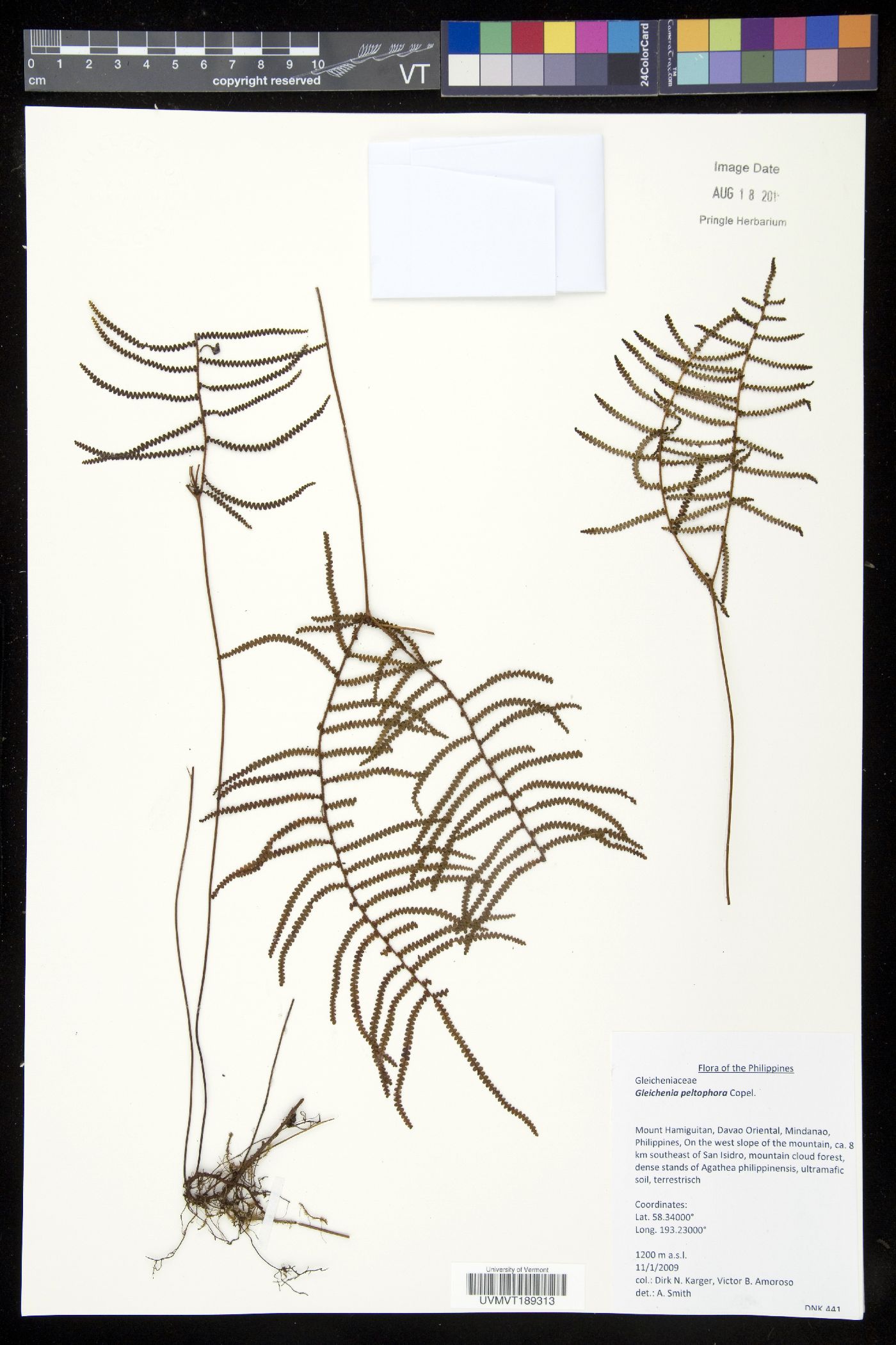 Gleichenia peltophora image