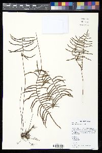 Gleichenia peltophora image