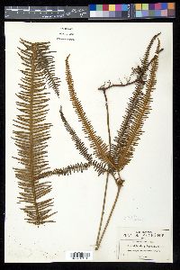 Sticherus bifidus image