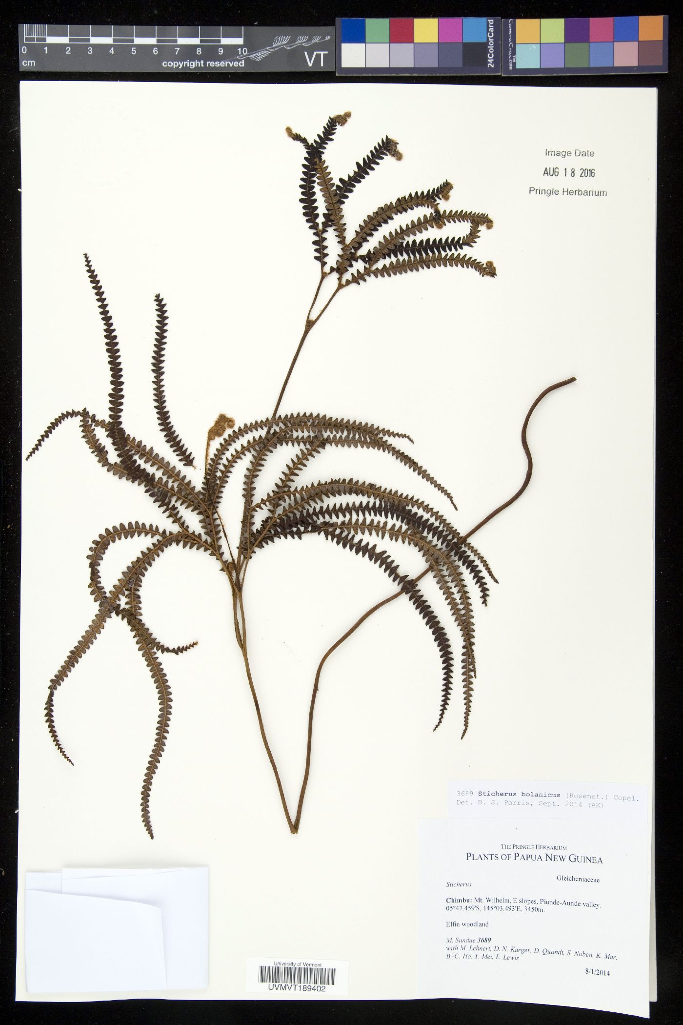 Sticherus bolanicus image