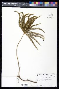 Sticherus cunninghamii image