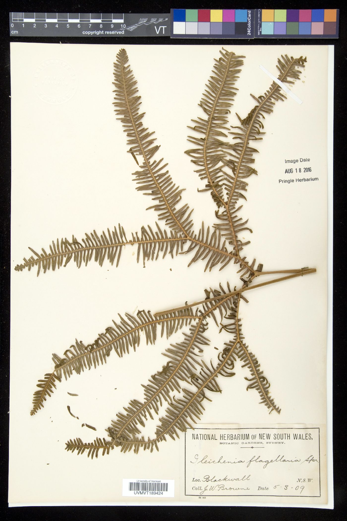 Sticherus flagellaris image