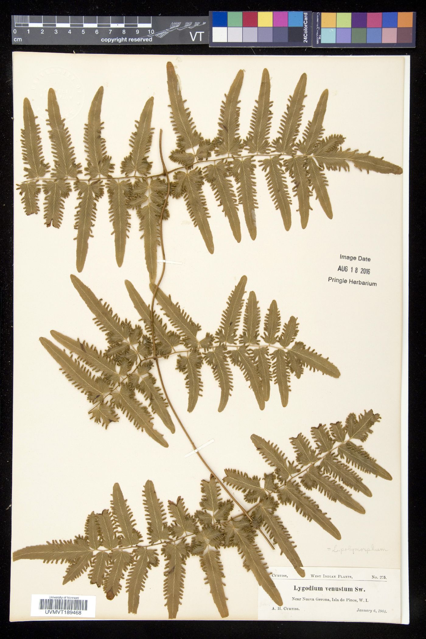 Lygodium venustum image