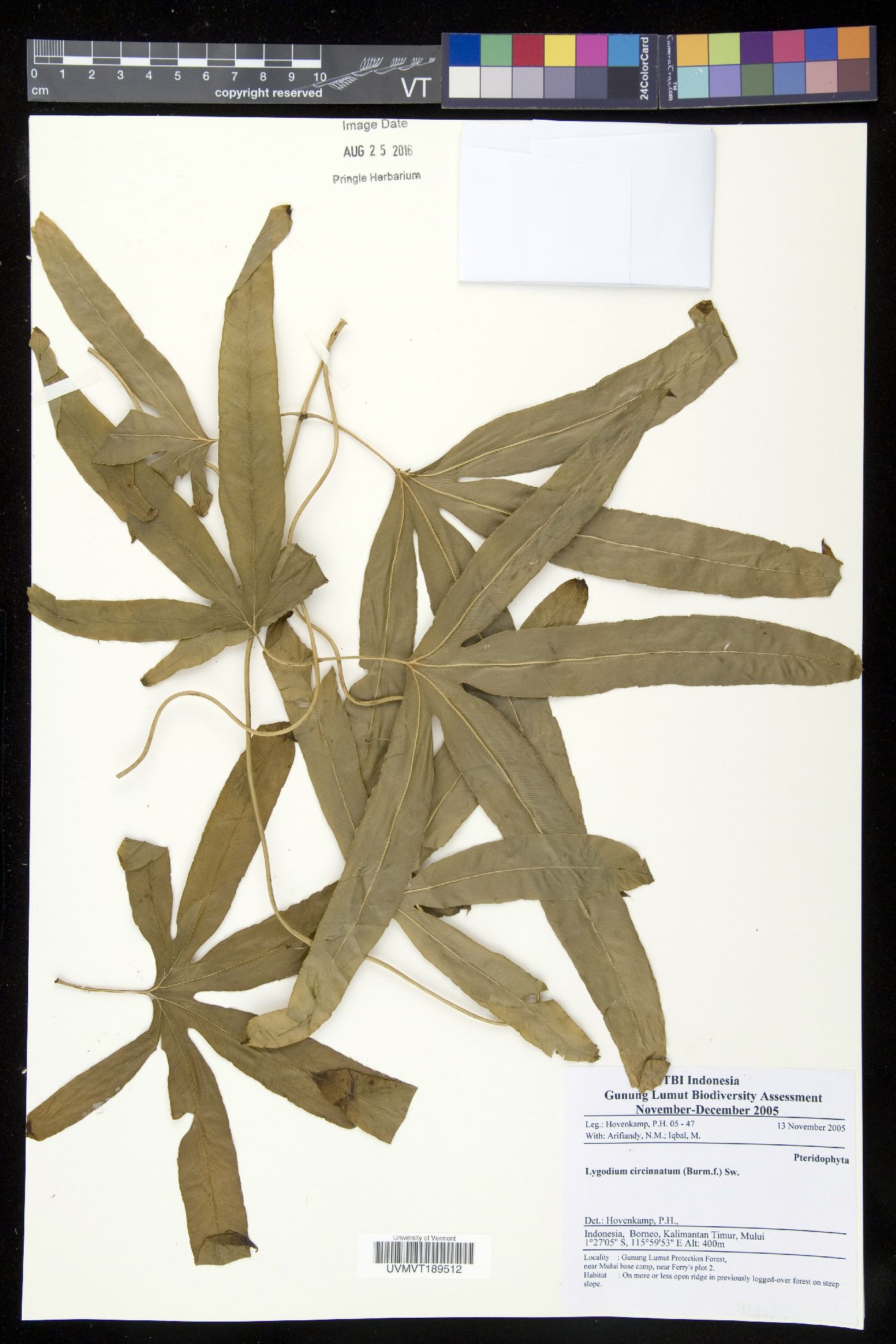 Lygodium circinatum image