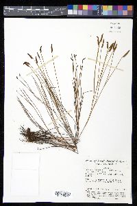 Schizaea incurvata image