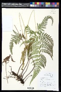 Anemia adiantifolia image