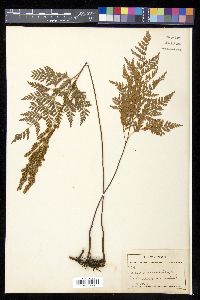 Anemia adiantifolia image