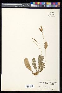 Anemia oblongifolia image