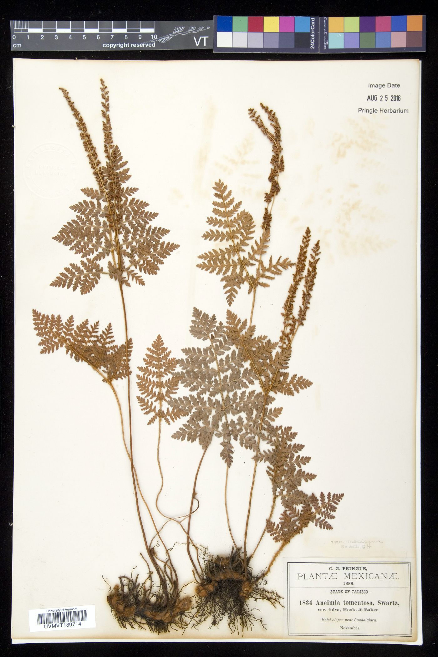 Anemia tomentosa image