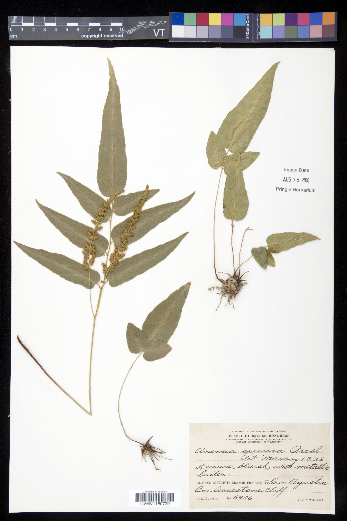Anemiaceae image