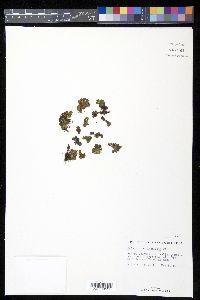 Salvinia rotundifolia image