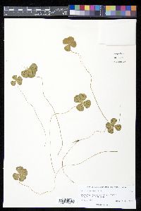 Marsilea ancylopoda image