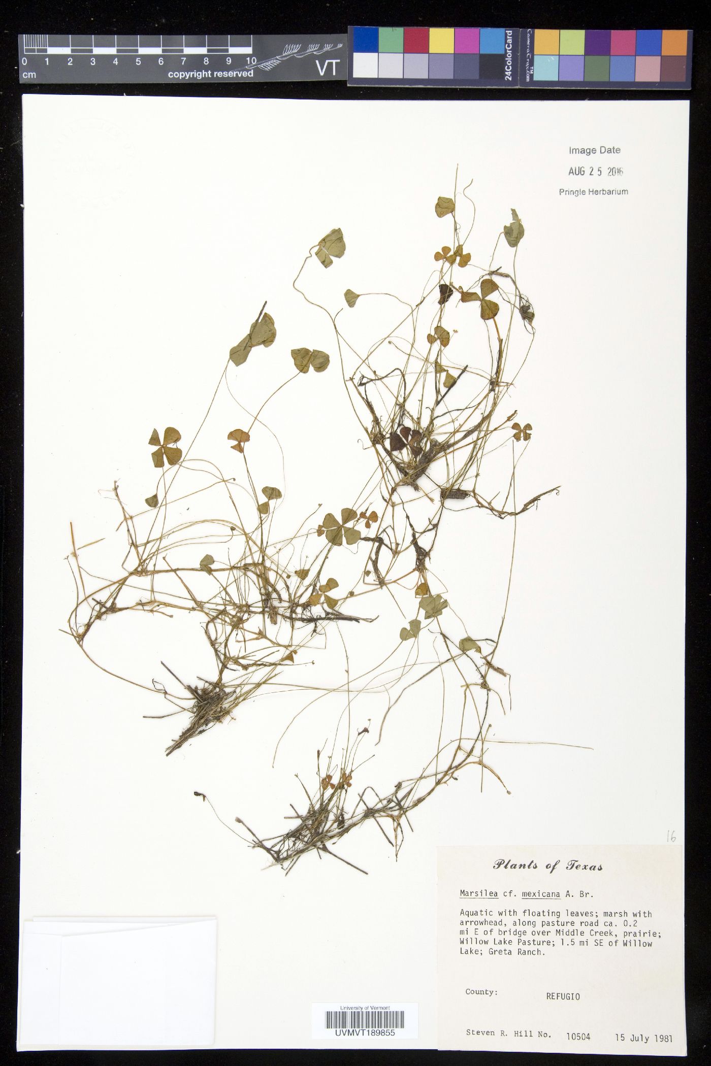 Marsilea ancylopoda image