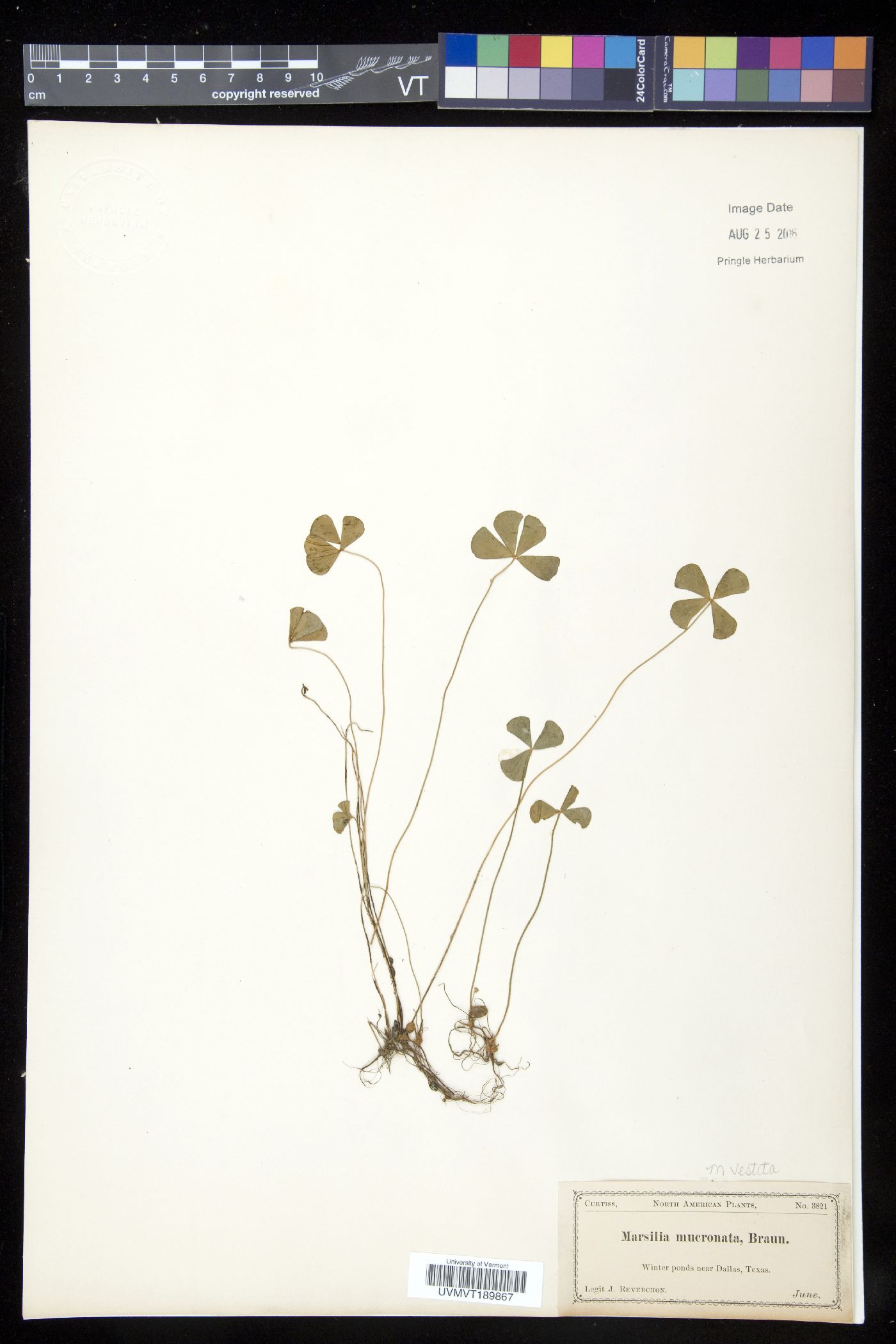 Marsilea vestita subsp. vestita image