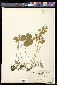 Marsilea quadrifolia image