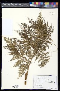 Culcita coniifolia image