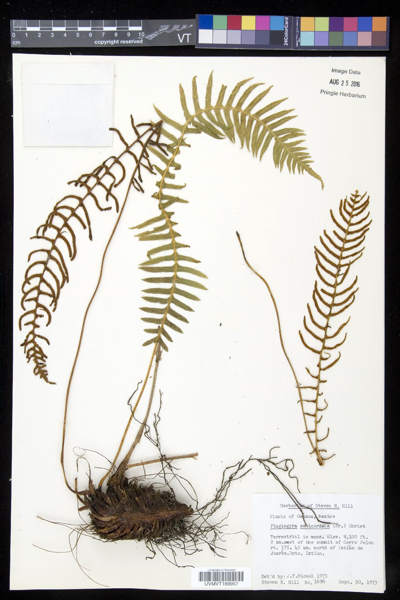 Plagiogyria semicordata image