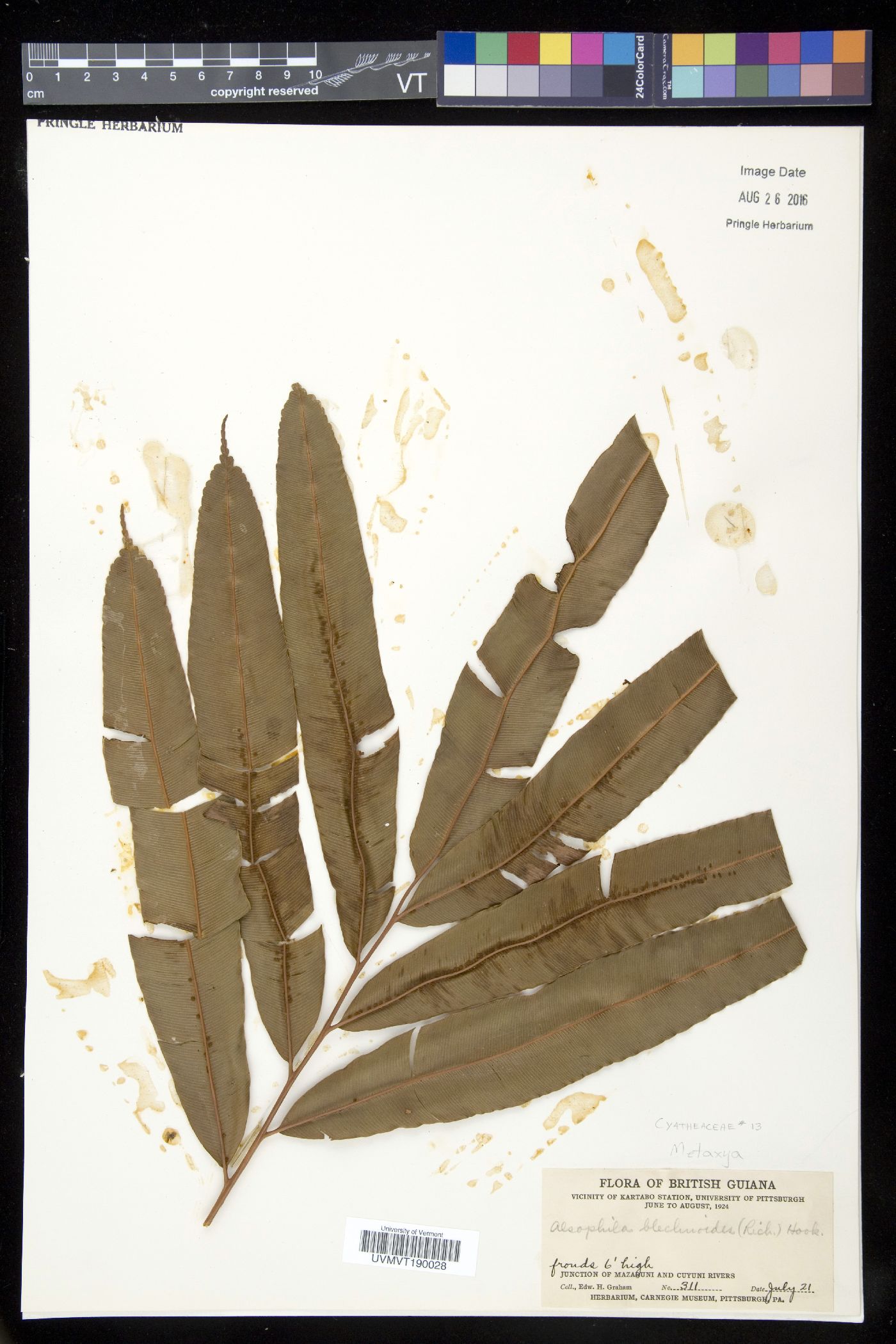 Metaxya scalaris image