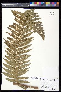 Dicksonia gigantea image