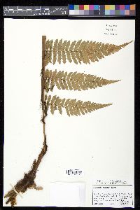 Dicksonia gigantea image