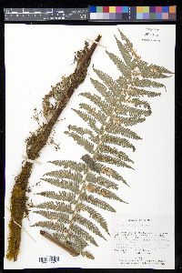 Dicksonia gigantea image