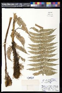 Dicksonia gigantea image