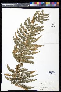 Dicksonia gigantea image