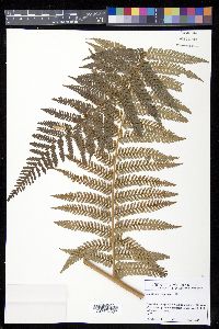 Dicksonia gigantea image