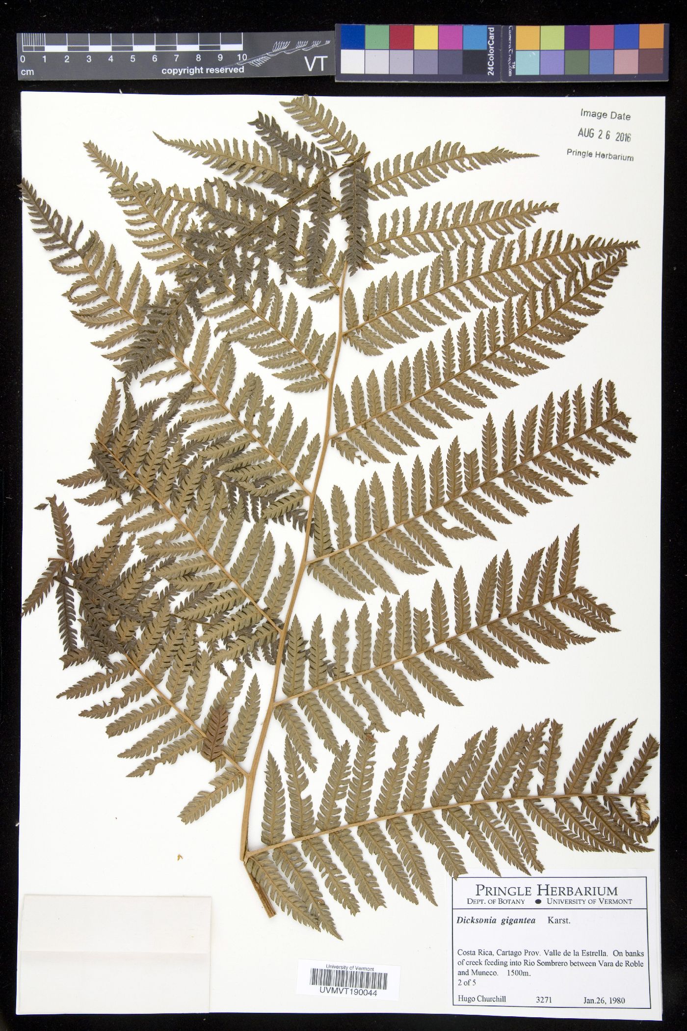 Dicksonia gigantea image