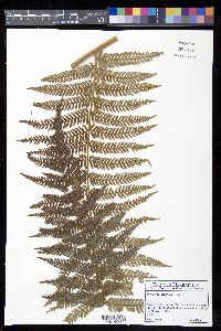 Dicksonia gigantea image