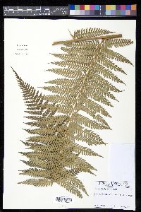 Dicksonia gigantea image